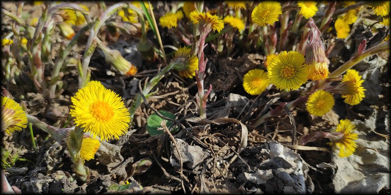 Jaro v plném proudu